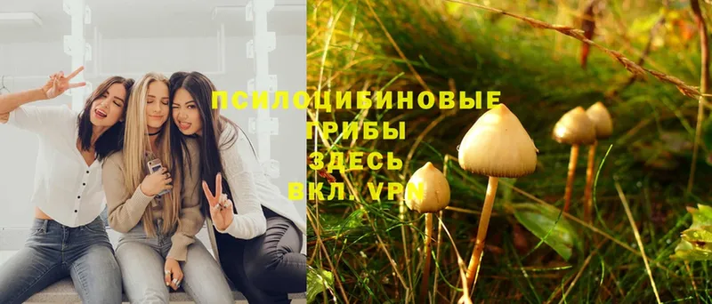 Псилоцибиновые грибы Magic Shrooms  купить наркотик  Улан-Удэ 